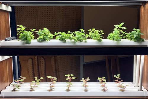 Verstärkung der Anwendung von Hochtechnologien in der Landwirtschaft - ảnh 1