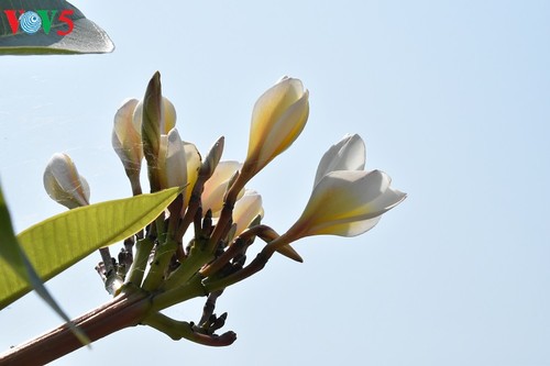 Besuche an den historischen Orten in Truong Son - ảnh 12