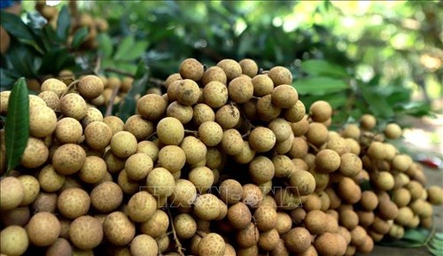 Vietnam versucht, Longan nach Australien zu exportieren - ảnh 1