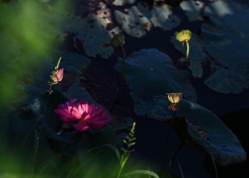 Gemeinnützige Ausstellung “Reise des Lichts” zieht zahlreiche Besucher an - ảnh 16