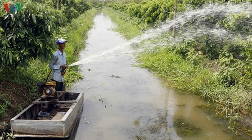 Bauern in der Gemeinde Truong Thanh helfen einander beim Obstanbau - ảnh 1