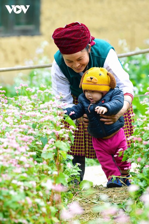 Faszinierende Farbe des echten Buchweizen in Ha Giang - ảnh 15