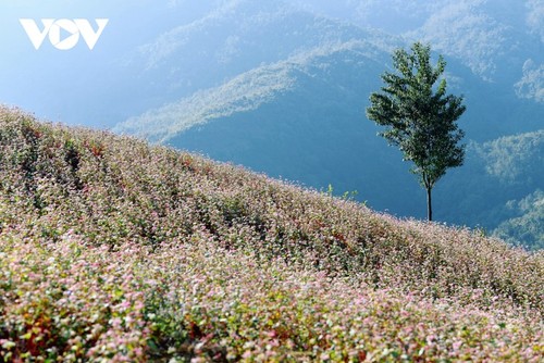 Faszinierende Farbe des echten Buchweizen in Ha Giang - ảnh 4