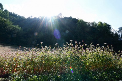 Faszinierende Farbe des echten Buchweizen in Ha Giang - ảnh 6