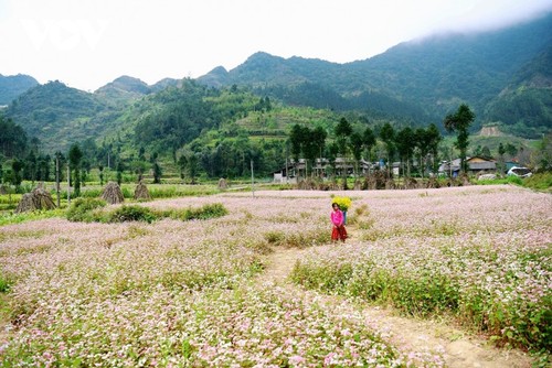 Faszinierende Farbe des echten Buchweizen in Ha Giang - ảnh 8