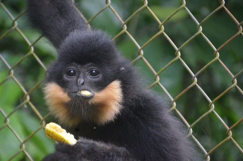 Cuc Phuong – Führender Nationalpark in Asien 2021 - ảnh 10