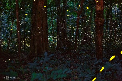 Cuc Phuong – Führender Nationalpark in Asien 2021 - ảnh 15