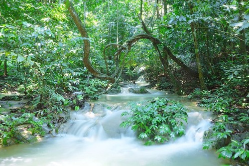 Cuc Phuong – Führender Nationalpark in Asien 2021 - ảnh 6
