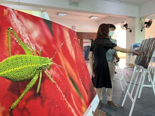 Fotoausstellung „Naturschätze” zeigt Solidarität zu den Visegrad-Ländern - ảnh 1