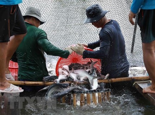 Exporte von Meeresfrüchten in den ersten neun Monaten des Jahres 2022 steigt um 38 Prozent - ảnh 1
