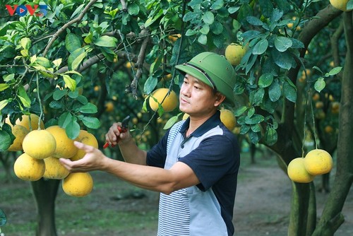 Der Pampelmuse-Garten Phuc Dien – beliebter Ort zum Fotografieren am traditionellen Neujahrsfest Tet - ảnh 2