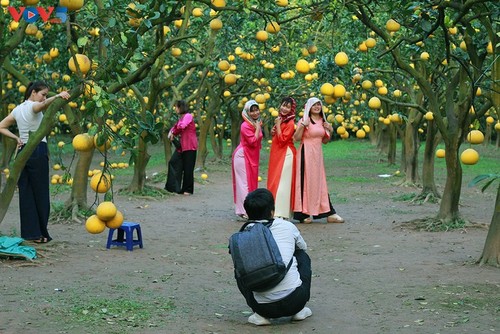 Der Pampelmuse-Garten Phuc Dien – beliebter Ort zum Fotografieren am traditionellen Neujahrsfest Tet - ảnh 4