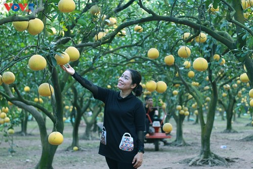 Der Pampelmuse-Garten Phuc Dien – beliebter Ort zum Fotografieren am traditionellen Neujahrsfest Tet - ảnh 7