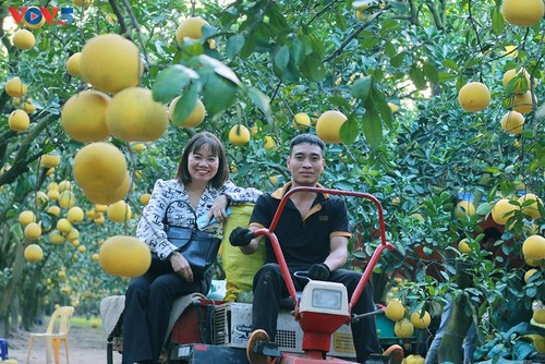 Der Pampelmuse-Garten Phuc Dien – beliebter Ort zum Fotografieren am traditionellen Neujahrsfest Tet - ảnh 8