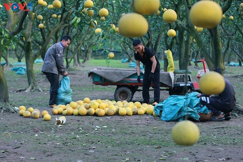 Der Pampelmuse-Garten Phuc Dien – beliebter Ort zum Fotografieren am traditionellen Neujahrsfest Tet - ảnh 9