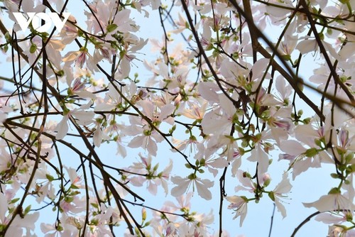 Bauhinien blühen und locken Touristen nach Dien Bien - ảnh 11