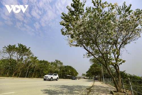 Bauhinien blühen und locken Touristen nach Dien Bien - ảnh 15