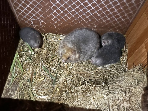 Ban Van Hong – Ein Junge der Dao züchtet Bambusratten - ảnh 1