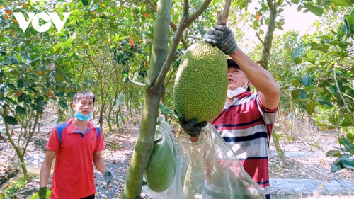 Vietnamesische Früchte werden auf 60 Märkten weltweit verkauft - ảnh 1