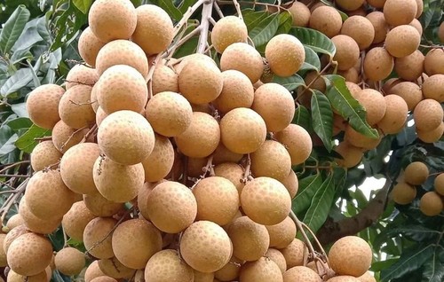 Der Kreis Song Ma beseitigt die Armut durch den Anbau von Obstbäumen - ảnh 1