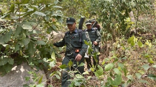 Vietnam gilt in der EU-Entwaldungsverordnung als Land mit geringem Risiko - ảnh 1