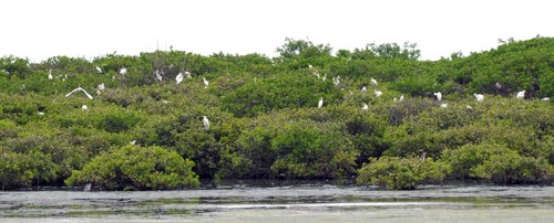 Gemeinschaftsbasierter Tourismus im Nationalpark Xuan Thuy - ảnh 1