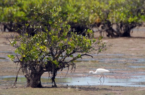 Gemeinschaftsbasierter Tourismus im Nationalpark Xuan Thuy - ảnh 2