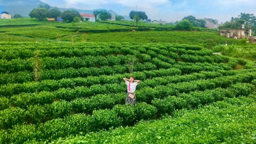 Thai Nguyen will Tee zur „Milliarden-Dollar-Pflanze” entwickeln - ảnh 2