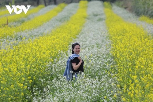 Winterblumen auf dem Moc-Chau-Plateau - ảnh 8