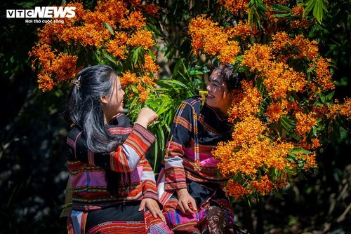 Die Blütezeit der wilden Kandelbäume in Gia Lai - ảnh 11