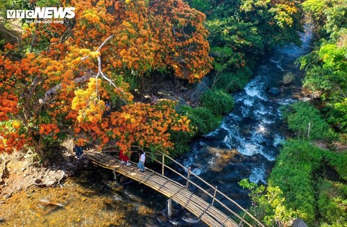 Die Blütezeit der wilden Kandelbäume in Gia Lai - ảnh 3