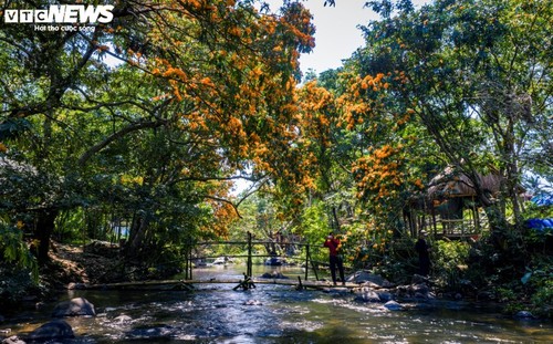 Die Blütezeit der wilden Kandelbäume in Gia Lai - ảnh 7