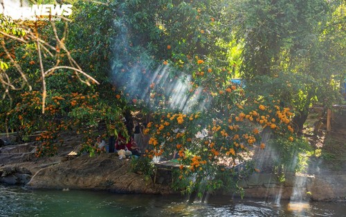 Die Blütezeit der wilden Kandelbäume in Gia Lai - ảnh 9