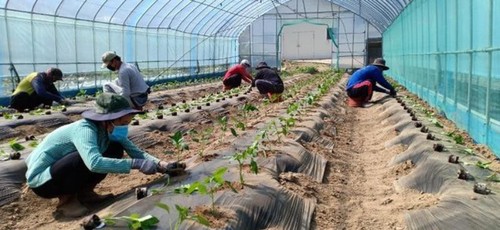 한국, 계약 만료 베트남 근로자에게 임시직 허용 - ảnh 1