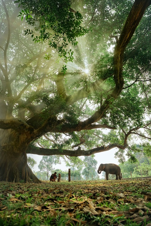 떠이응우옌 – 광활한 대지의 소리 - ảnh 3