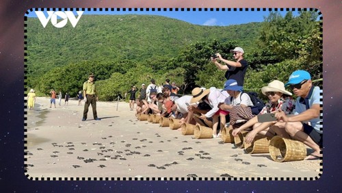 꼰다오 아기 거북이 방류 체험 - ảnh 2