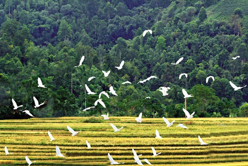 북부지방 자장가의 울림 - ảnh 1