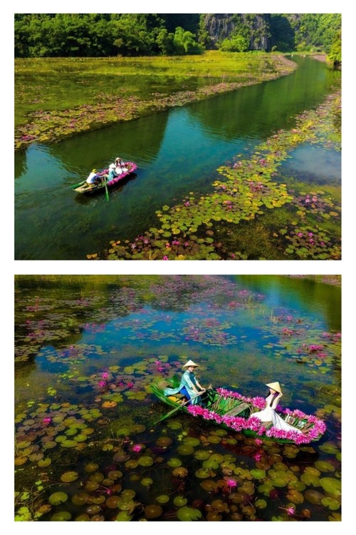 닌빈에서 수련꽃이 활짝 핀 땀꼭 체크인 여행 - ảnh 2