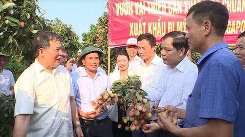 ខេត្ត Hai Duong នាំចេញផ្លែគូលេនជើងដំបូងទៅកាន់ទីផ្សារសឹង្ហបុរី សហរដ្ឋអាមេរិកនិងអូស្ត្រាលី - ảnh 1