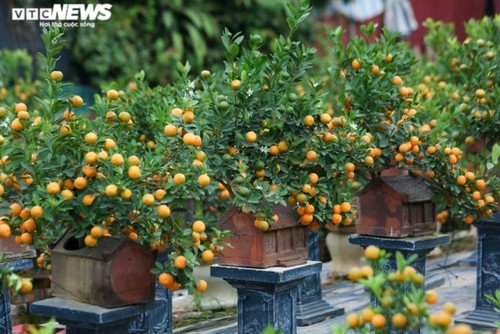 ខ្វិត bonsai ព័ទ្ធជុំវិញផ្ទះបុរាណសម្រាប់អំណរទទួលបុណ្យេតេត ដែលមានតម្លៃរាប់សិបលានដុង  - ảnh 3