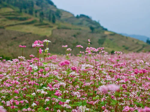 Xin Man - Ha Giang៖ សម្រស់ទឹកដីព្រំប្រទល់នៃមាតុភូមិ - ảnh 2