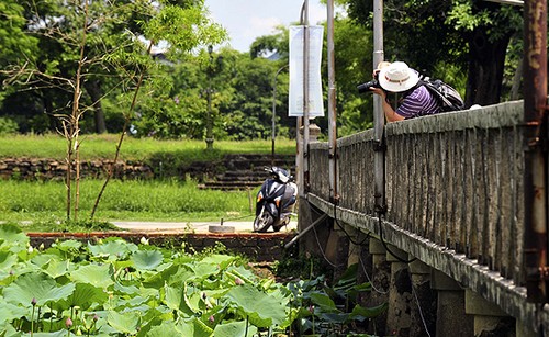 ភាពល្អស្អាតរបស់ផ្កាឈូកនៅ ទីក្រុង Hue - ảnh 10