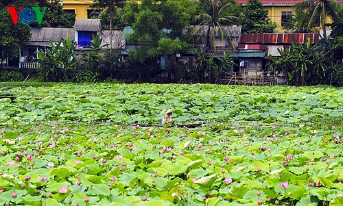 ភាពល្អស្អាតរបស់ផ្កាឈូកនៅ ទីក្រុង Hue - ảnh 11