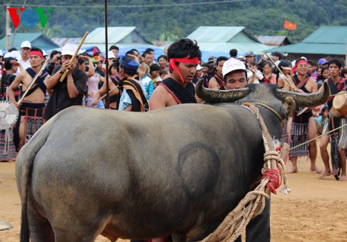 ពិធីបុណ្យចាក់ក្របីដ៍វិសេសវិសាលរបស់ជនរួមជាតិ Cotu - ảnh 4