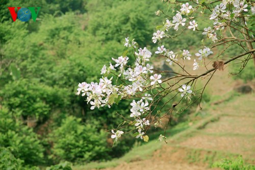 ផ្កា Ban រីកសស្គុះស្គាយពេញទាំងព្រៃភ្នំតំបន់ពាយ័ព្យវៀតណាម - ảnh 3