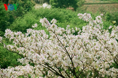 ផ្កា Ban រីកសស្គុះស្គាយពេញទាំងព្រៃភ្នំតំបន់ពាយ័ព្យវៀតណាម - ảnh 4