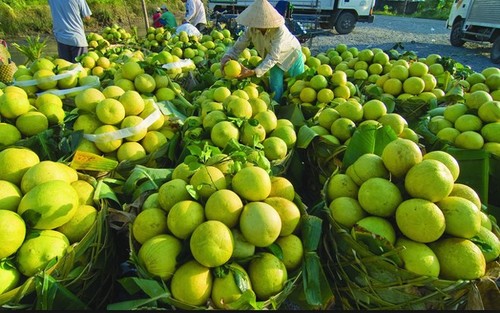 បណ្ដាផ្លែឈើឈ្ងុយឆ្ងាញ់ល្បីឈ្មោះនៅតំបន់ណាមបូប៉ែកខាងលិចវៀតណាម - ảnh 11