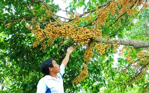 បណ្ដាផ្លែឈើឈ្ងុយឆ្ងាញ់ល្បីឈ្មោះនៅតំបន់ណាមបូប៉ែកខាងលិចវៀតណាម - ảnh 14