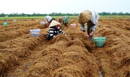 ប្រជាកសិករខេត្ត Dong Thap ធ្វើមានពីការដាំផ្សិតចំបើង - ảnh 1