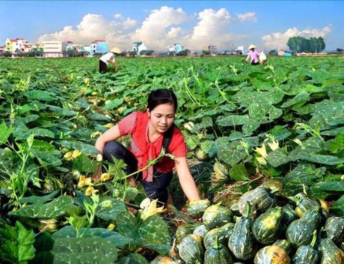 河内力争把握好《跨太平洋伙伴关系协定》带来的机会 - ảnh 2